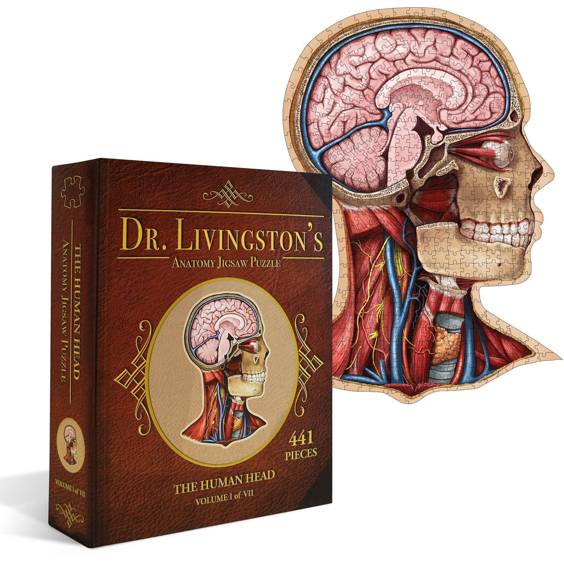 Dr. Livingston's Anatomy Jigsaw Puzzle The Human Head