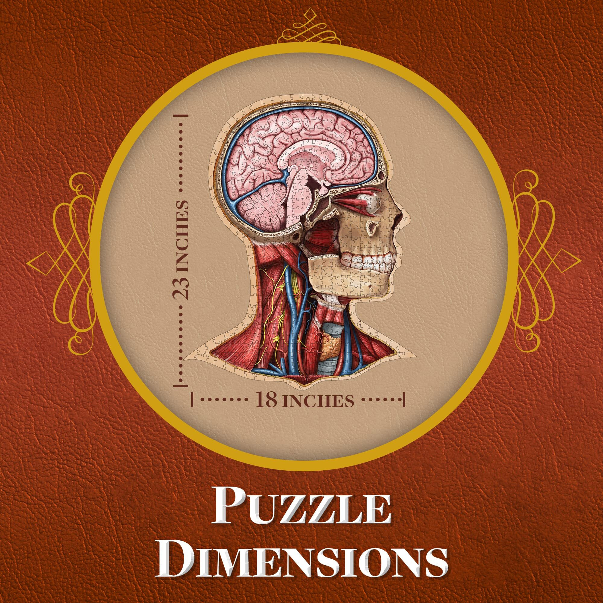 Dr. Livingston's Anatomy Jigsaw Puzzle The Human Head