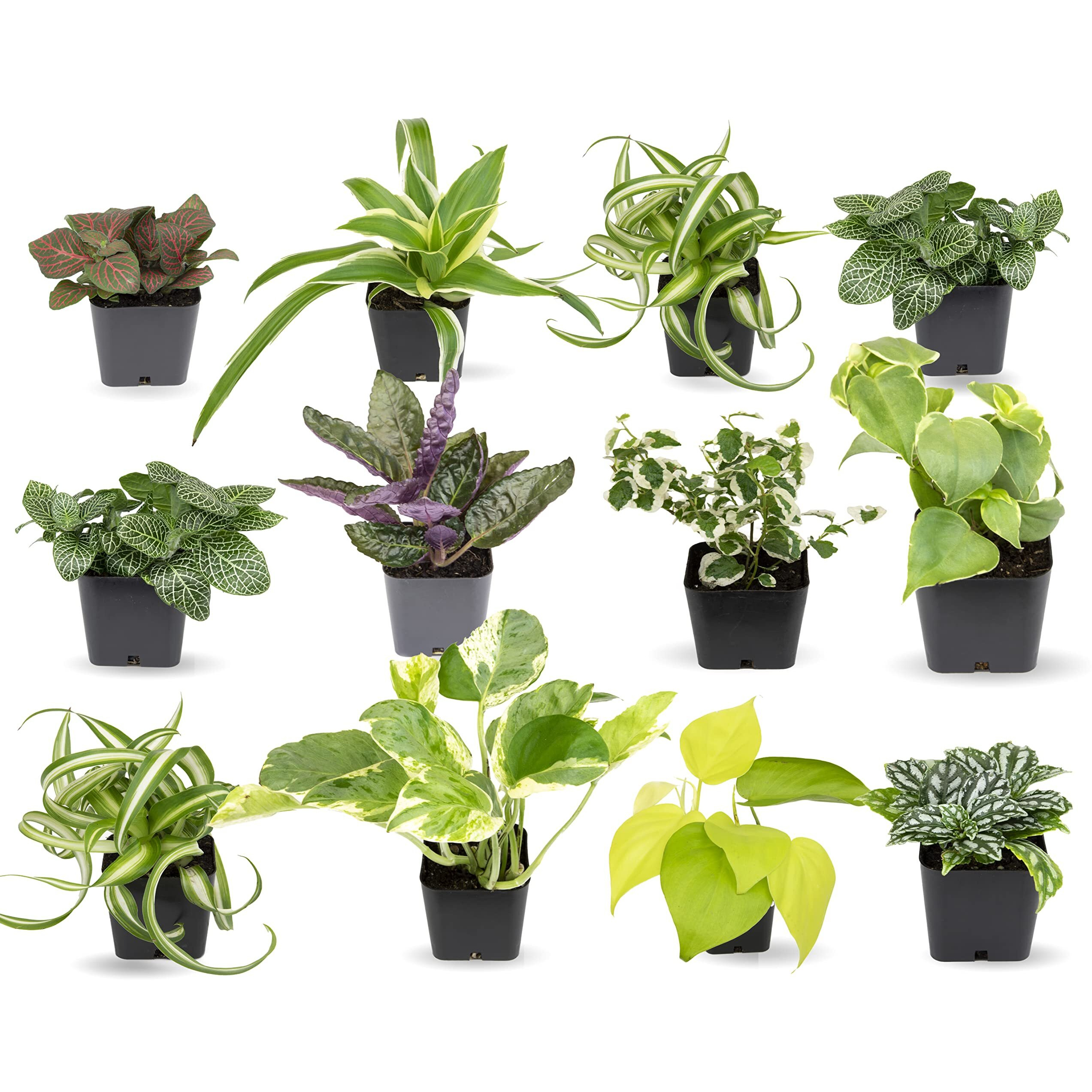 Easy To Grow Houseplants (12 Pack) Live House Plants In Plant Containers  Growers Choice Plant Set In Planters With Potting Soil Mix  Home Dacor Planting Kit Or Outdoor Garden Gifts By Plants For Pets