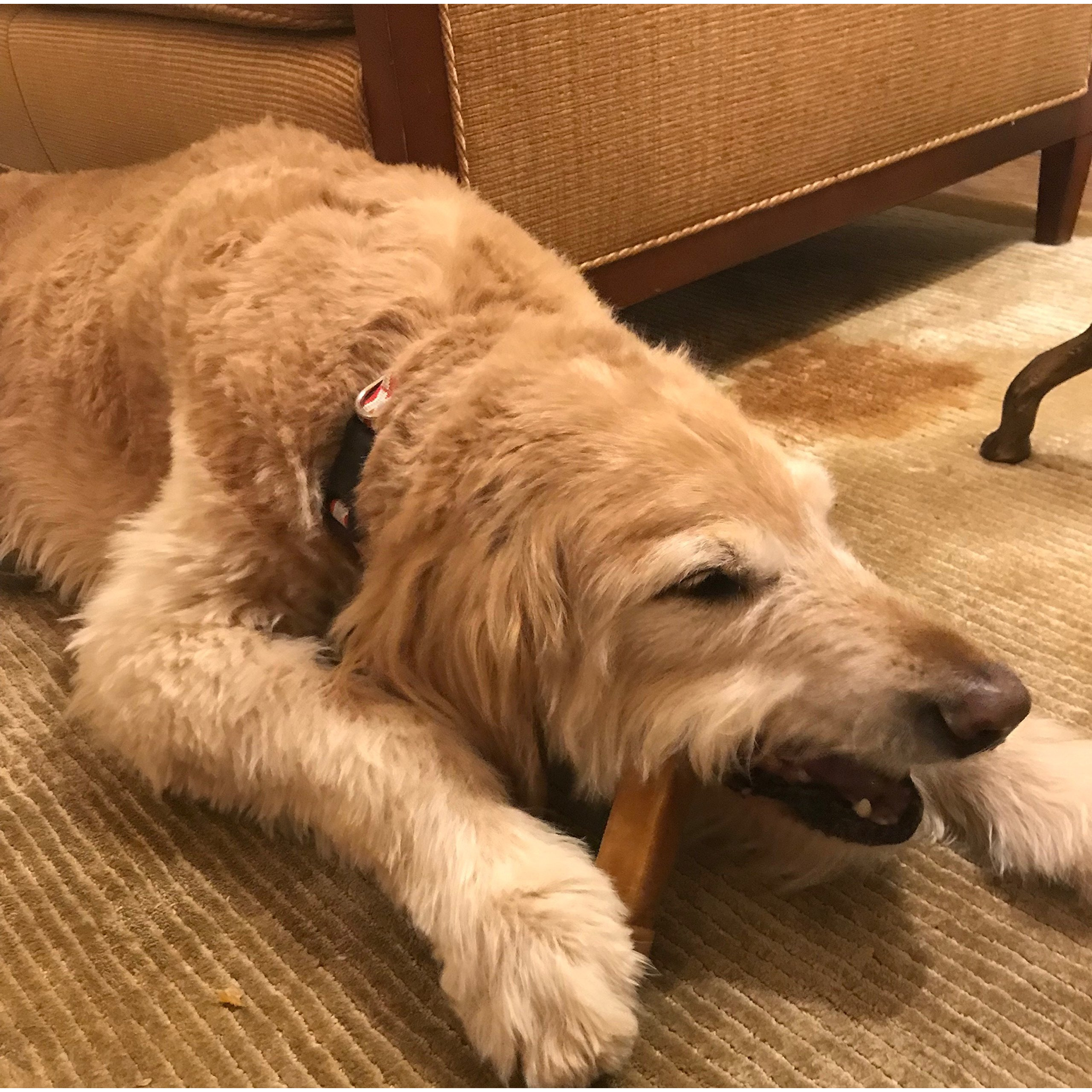 Kathmandu's Authentic Himalayan Cheese Yak Chew  Contains Two Large Chews  Handcrafted For Dogs Under 55 Pounds  Ideal For Improving Dental Hygiene