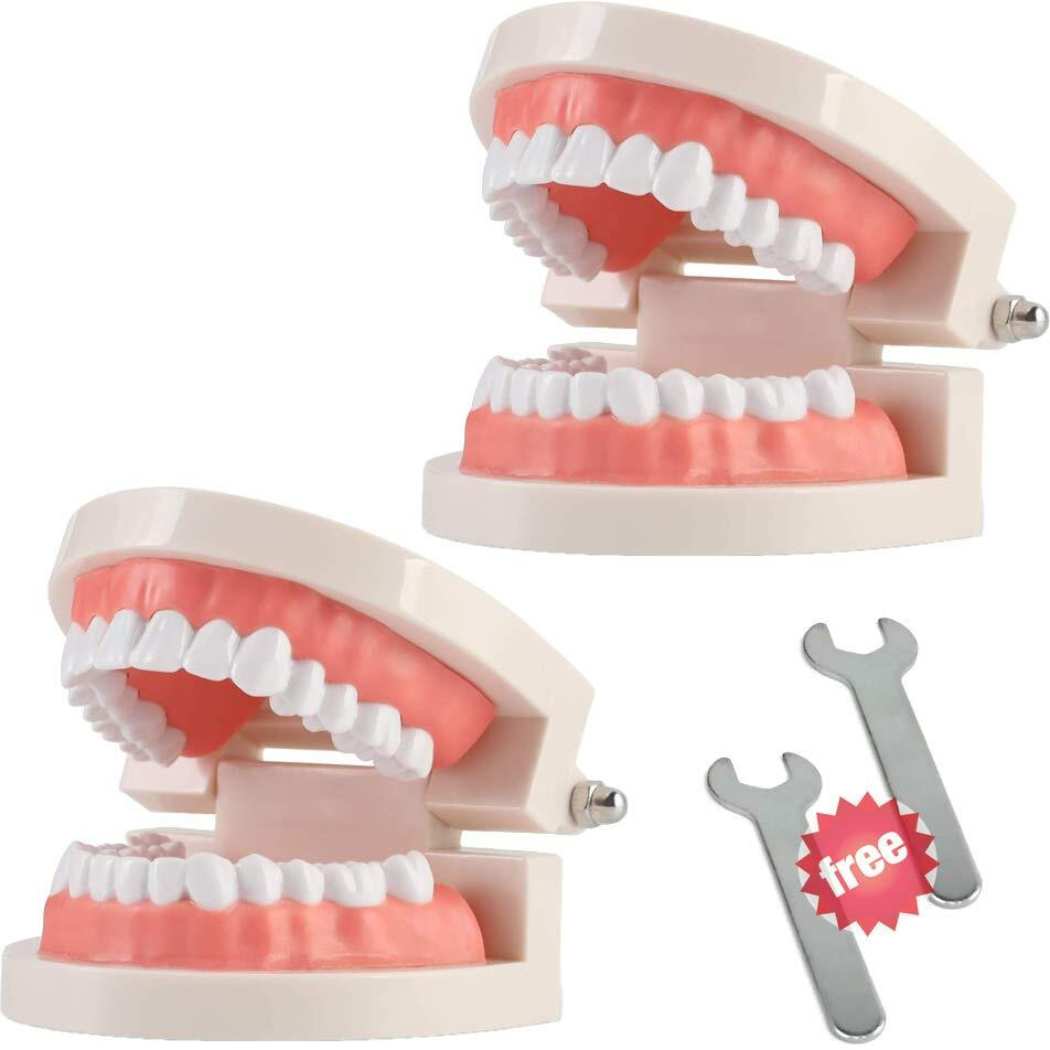 2 Pack Standard Teeth Model Adult Standard Typodont Demonstration Denture Model For Kids Dental Teaching  Clean Display  Education  Study (No Wisdom Teeth)(With 2 Fixed Wrench)