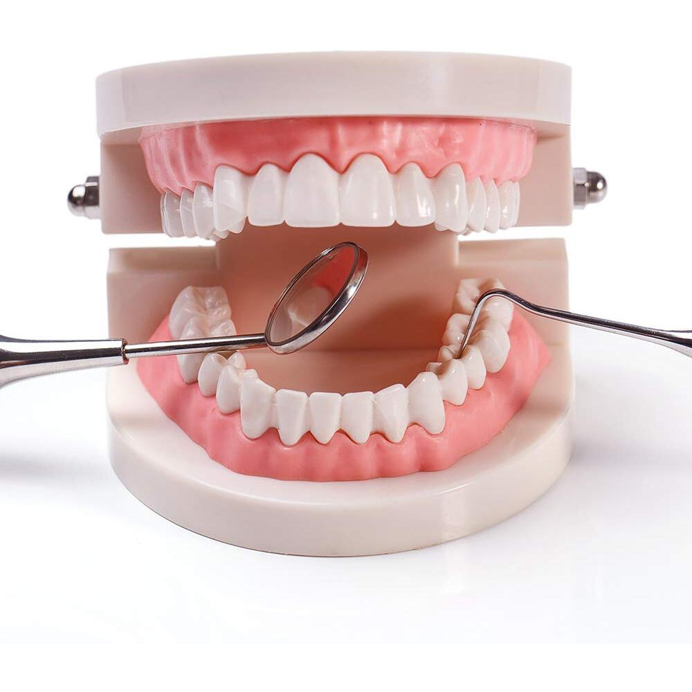 2 Pack Standard Teeth Model Adult Standard Typodont Demonstration Denture Model For Kids Dental Teaching  Clean Display  Education  Study (No Wisdom Teeth)(With 2 Fixed Wrench)