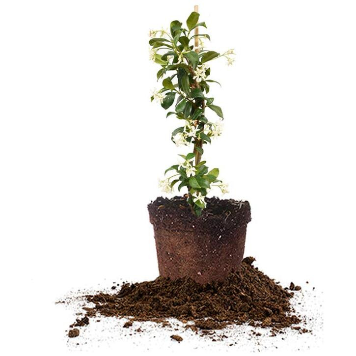Perfect Plants Confederate Jasmine Live Plant  1 Gallon Pot  Includes Care Guide
