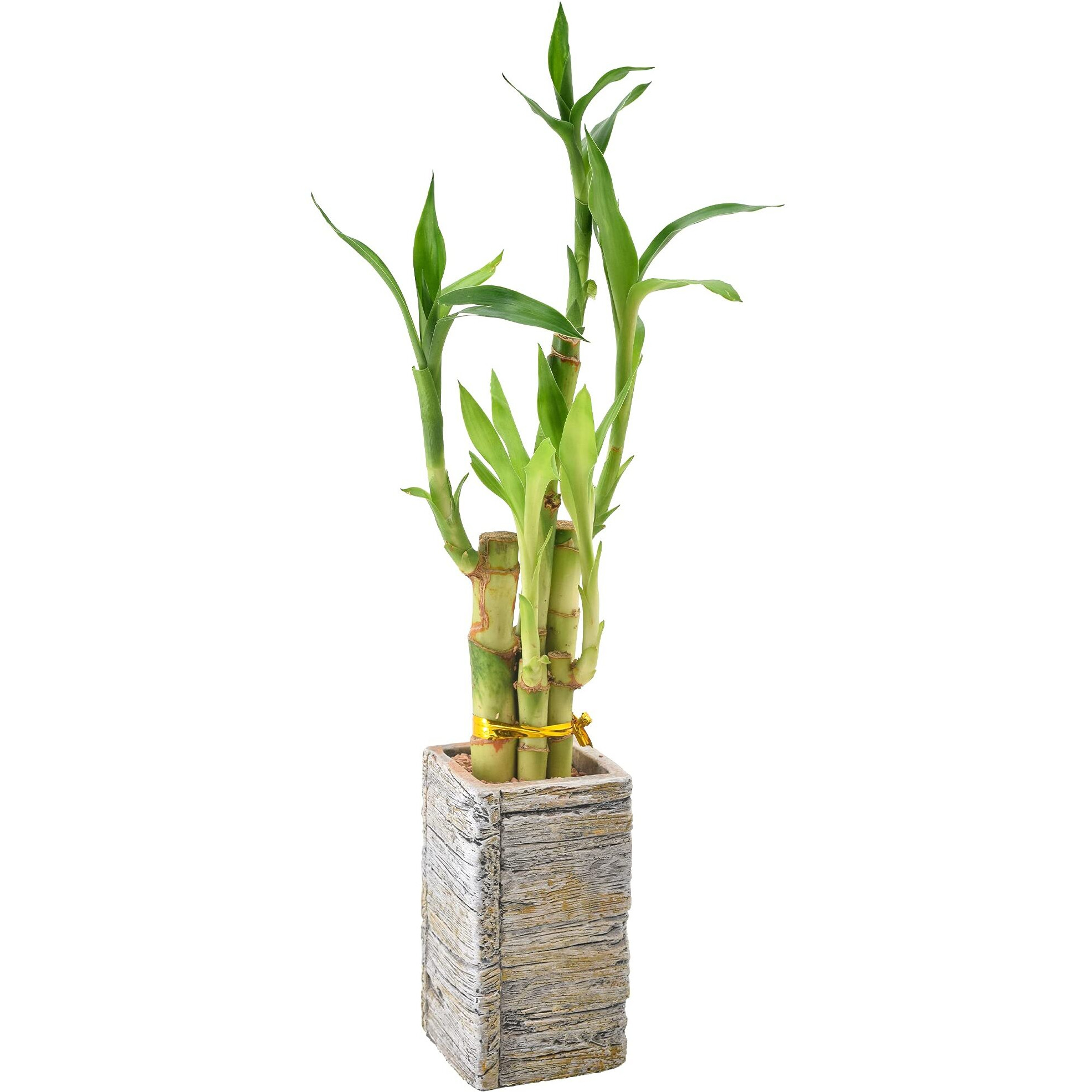 5-Stem Lucky Bamboo  Live Indoor Plant In Aged Wood Planter For Home  Work  Or Gift  Light ***Cannot Ship To Hawaii**