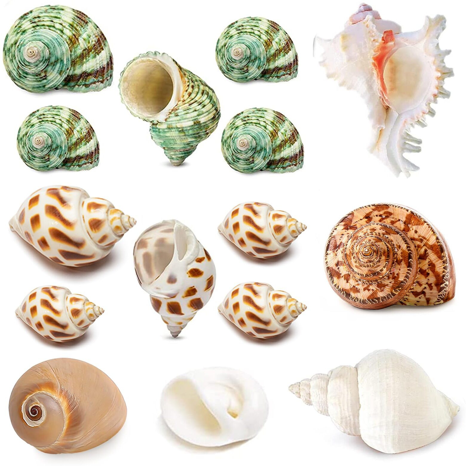 15Pcs Hermit Crab Shells (7 Types) Natural Hermit Crab Shells  For Small To Large Hermit Crab Turbo Shells Hermit Crab Supplies