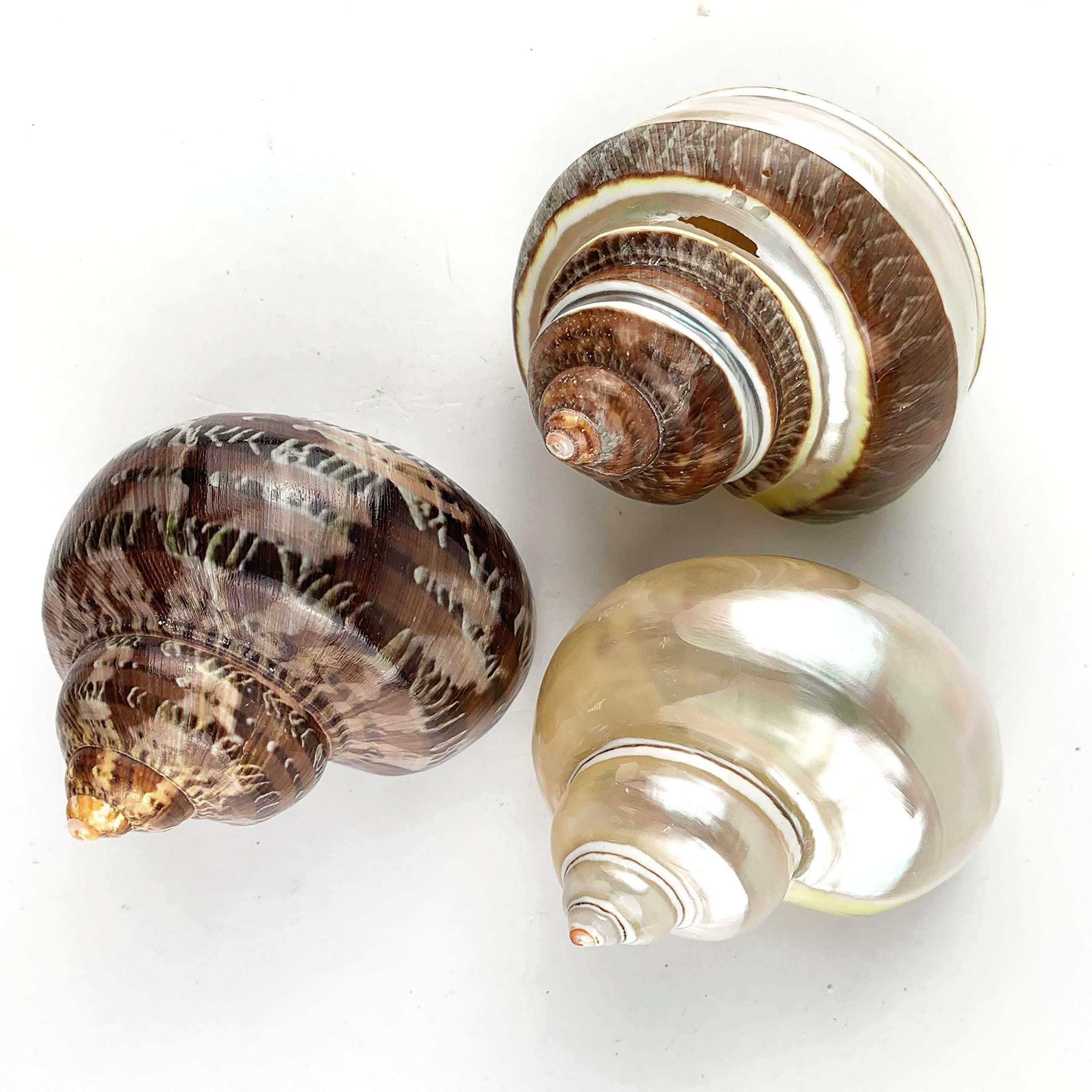 Worlds 3Pc Large Mix Hermit Crab Shells&Turbo Shells 2""-2-3/4"&quotInch
