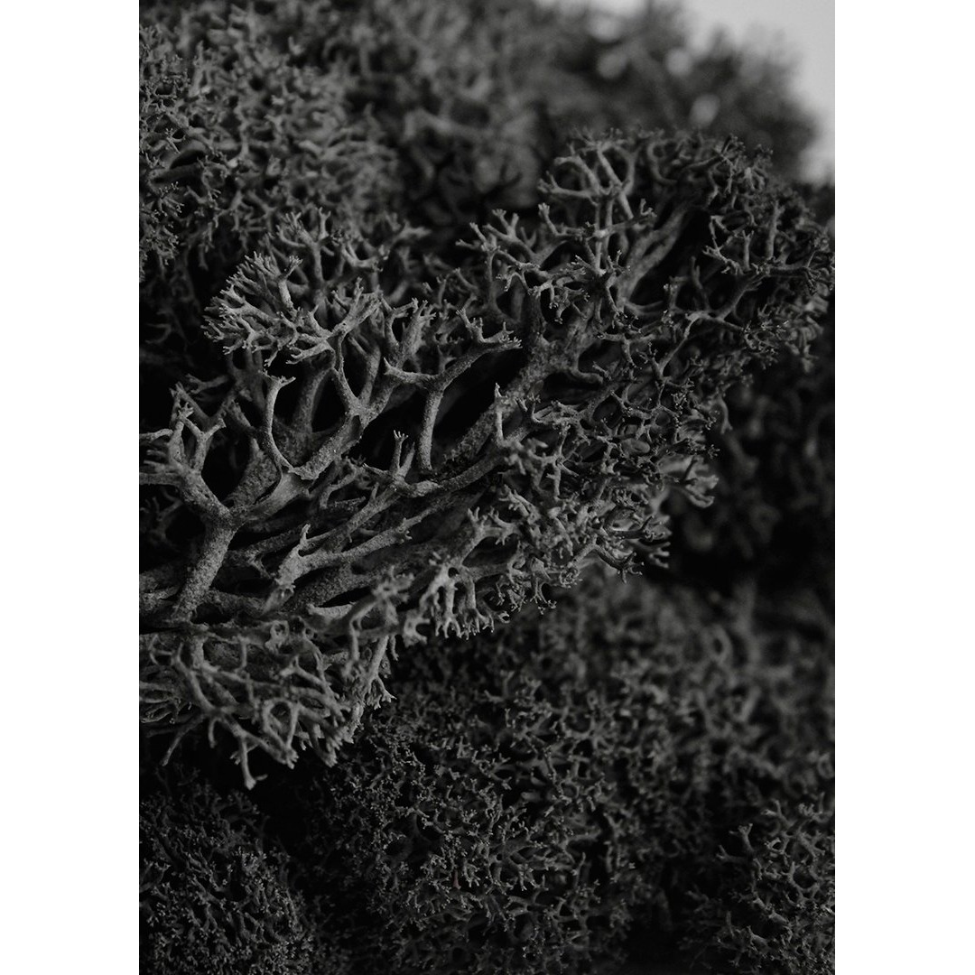 Supermoss 7 59834 25123 1 Super Moss  80.75 Cubic Inch (In3) Bag (Appx. 2Oz)  Black