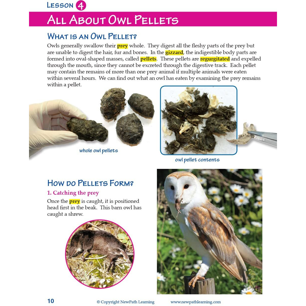 Newpath Learning-14-6715 Owls And Owl Pellet Dissection Resource Guide - Self-Directed Readings  Illustrated Explanations