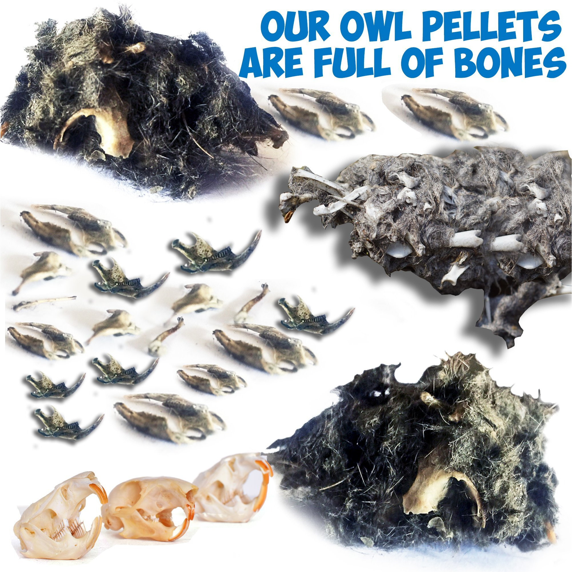Amazing Owl Pellet Dissection Kit - 5-Piece Owl Pellet Set For Science Lab Projects - W/Tweezers And Wooden Probes - Ideal For Fun Science Projects - Barn Owl Ebook Included