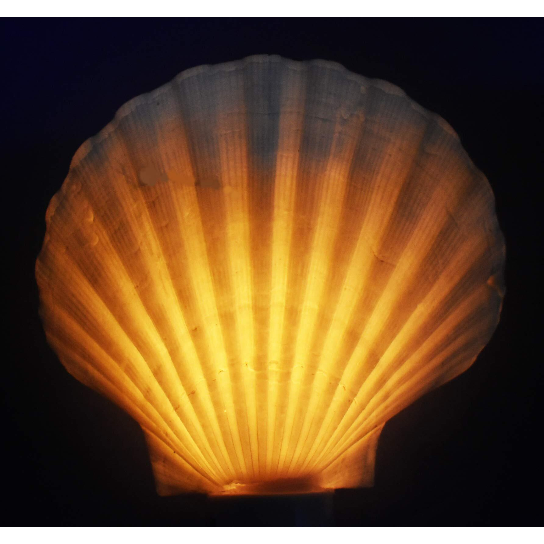 Florida Shells And Gifts Inc. Seashell Night Light Real White Scallop Shell Beach Decor W. On/Off Switch Beautiful Coastal Cottage