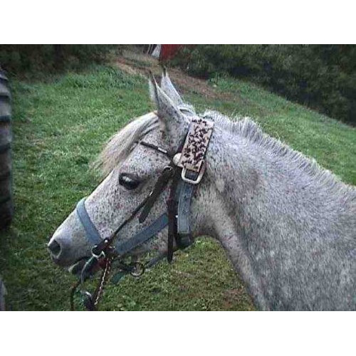 12 Trednot Horsefly Patches/Sticky Horse Fly Traps