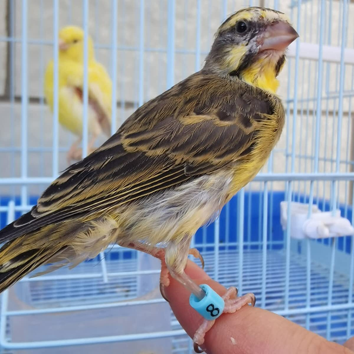 Foiburely 100 Pcs Numbered Bird Ring Leg Bands For Gouldian Zebra Finch Canary Society Bird Foot Ring With 1 Installer(Diameter 3Mm)