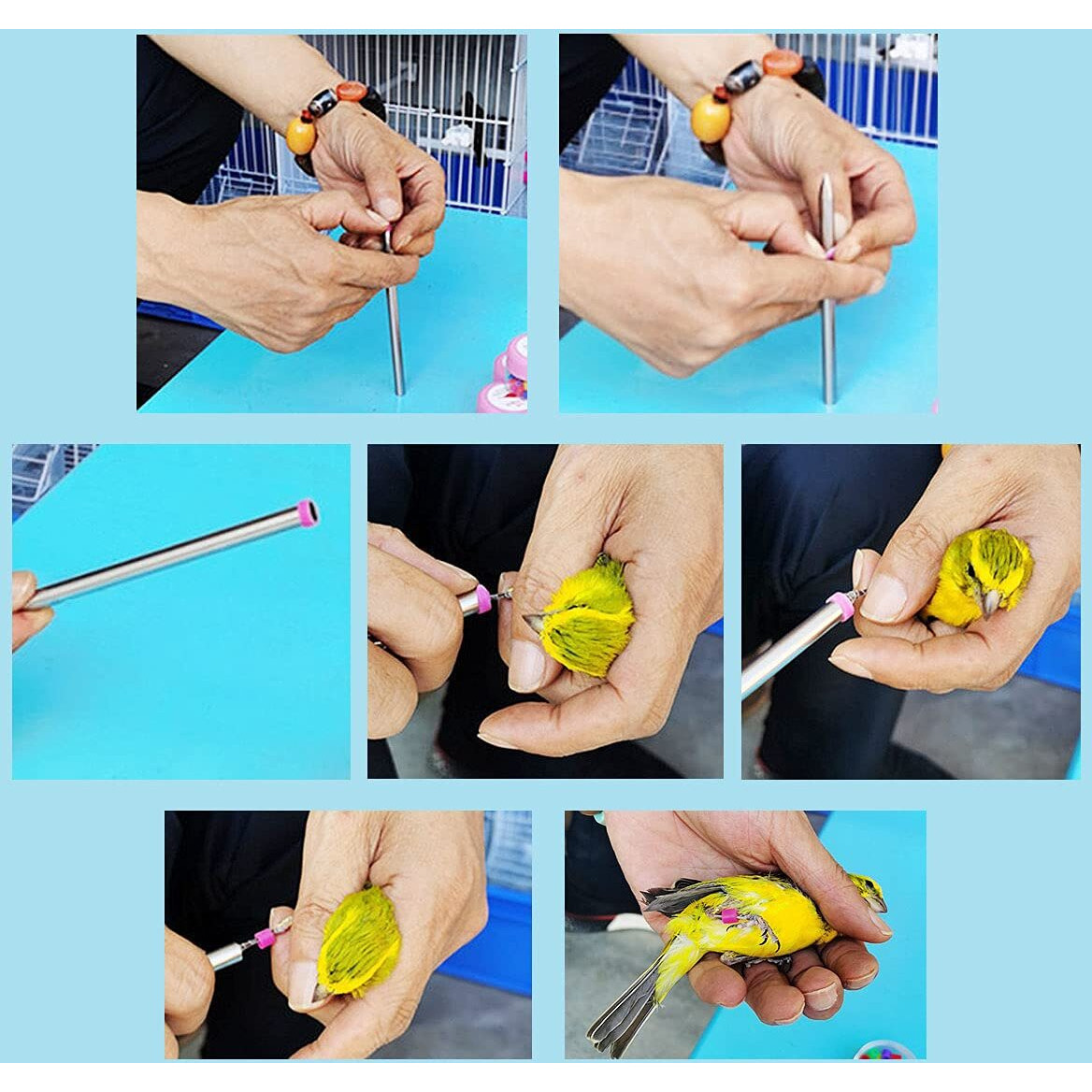 Foiburely 100 Pcs Numbered Bird Ring Leg Bands For Gouldian Zebra Finch Canary Society Bird Foot Ring With 1 Installer(Diameter 3Mm)