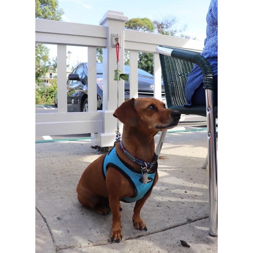 Doghook Ultimate Wood Installation Kit - Heavy Duty Dog Leash Holder - Stainless Steel - Safety Leash Connector - Wall Door Table - Hook Mount For Dogs - Screws And Washers Included