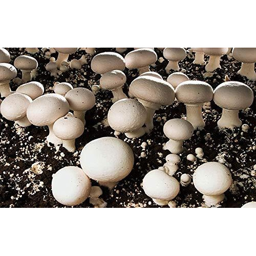 100 Grams Of White Button Mushroom Spawn Mycelium To Grow Gourmet Mushrooms At Home Or Commercially - G1 Or G2 Spawn