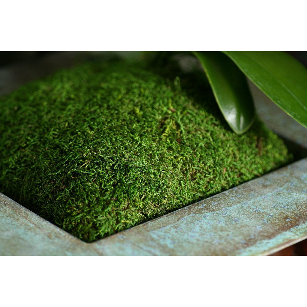 Supermoss (21509) Sheet Moss Preserved  Fresh Green  2Oz