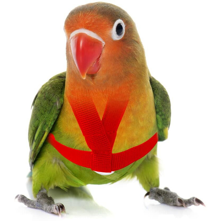 Vanfavori Adjustable Bird Harness With 80 Inch Leash  Xs Size For Peony Parrot Love Bird Weight 45-65 Grams With Outdoor Flying Training Rope  Red