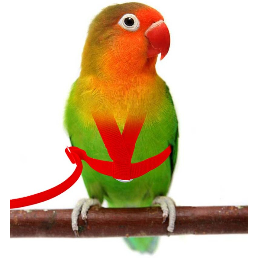 Vanfavori Adjustable Bird Harness With 80 Inch Leash  Xs Size For Peony Parrot Love Bird Weight 45-65 Grams With Outdoor Flying Training Rope  Red