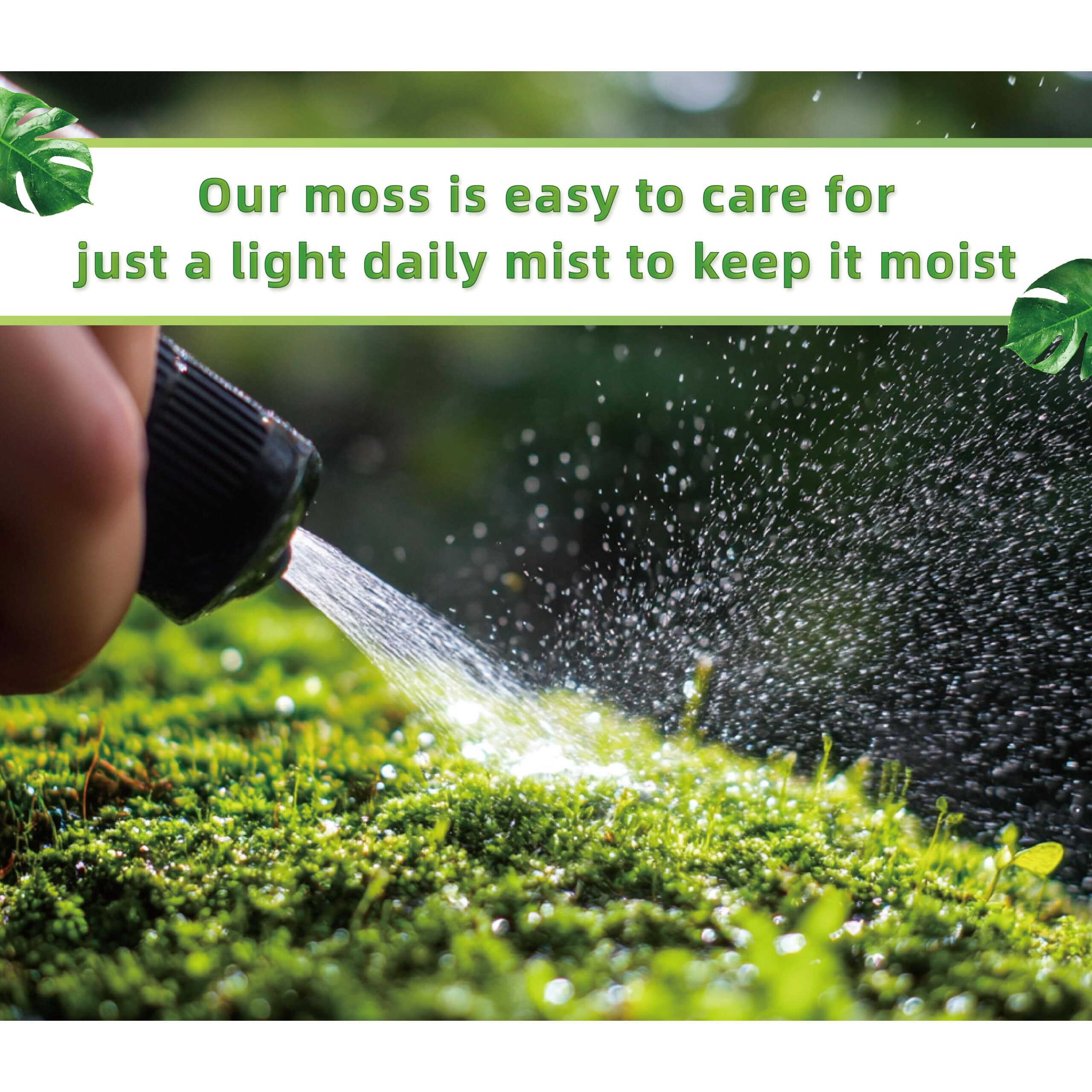 Lucky Plant Live Moss For Terrarium Fern Moss Bonsai Moss Live Sheet Moss Reptiles Moss Sheet Moss Pincushion Moss For Ndoor Planters 50 Square Inches Of Three Different Types Of Live Moss Delivered