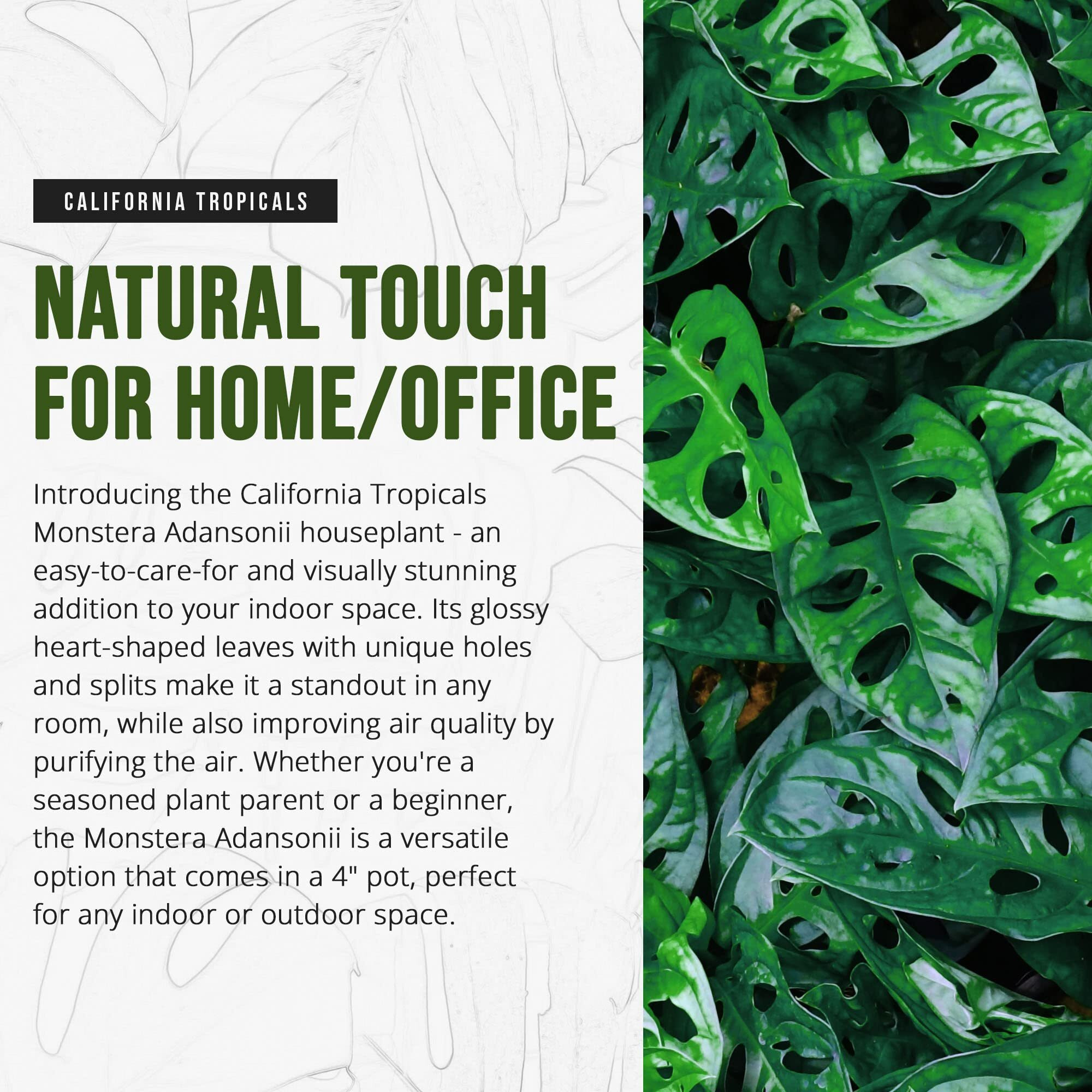California Tropicals Monstera Adansonii Real Live Indoor Houseplants - Big Low Light Tropical Plant For Air Purifying Decorations - 4"" Pots Easy Planting In Homes  Offices  And Outdoor Gardens