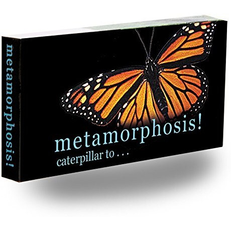 Fliptomania Caterpillar To Monarch Butterfly Metamorphosis Flipbook