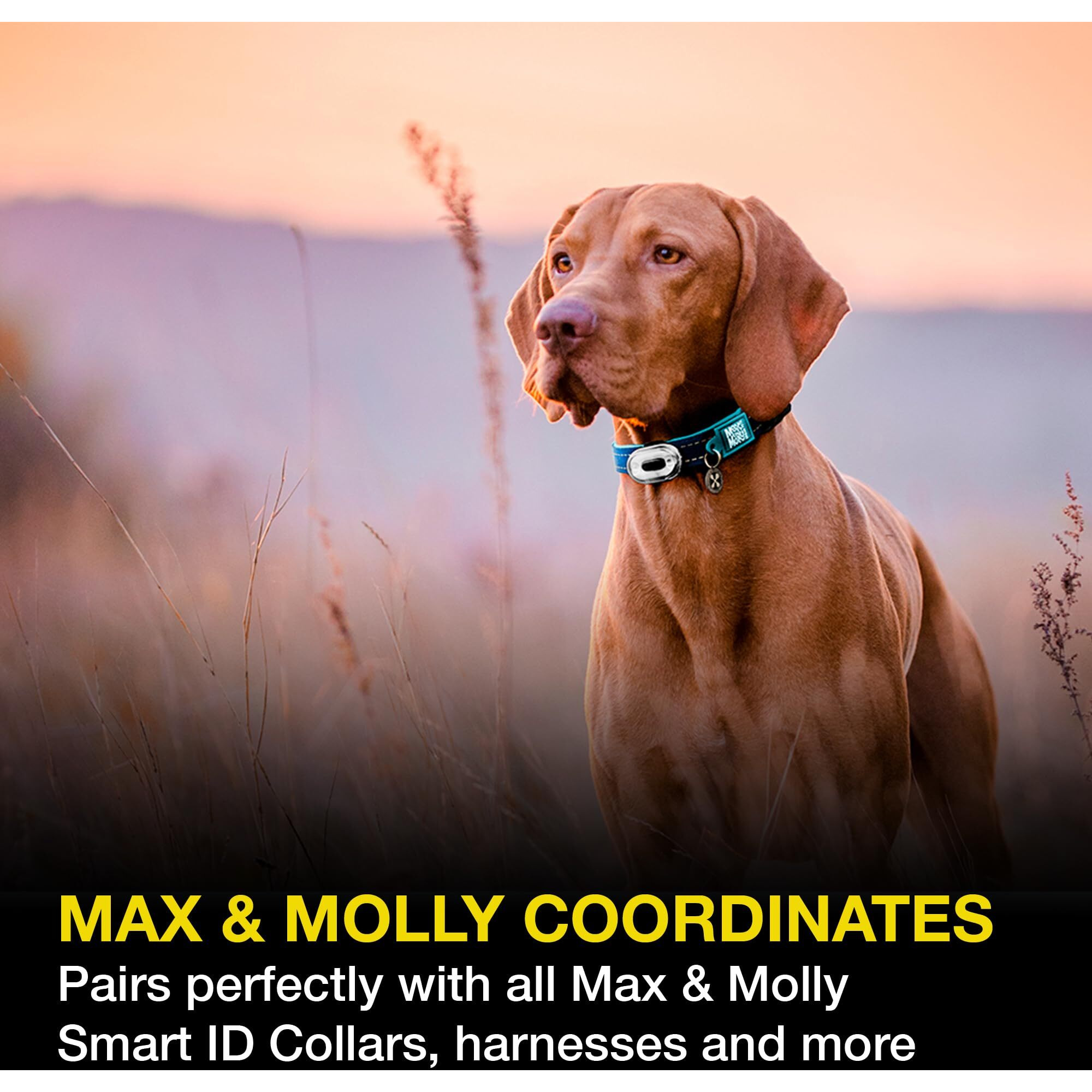 Max & Molly Usb Rechargeable Led Dog Collar Light - Waterproof Safety Light For Night Walks  Hiking  Running  Biking