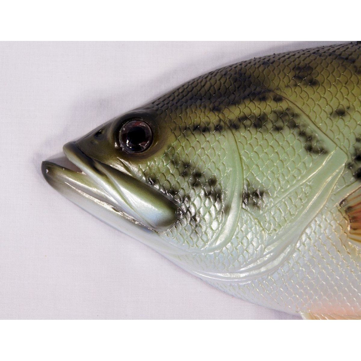 Lx Handpainted Large Mouth Bass Wall Mount Decor Plaque Game Fish Replica 18""