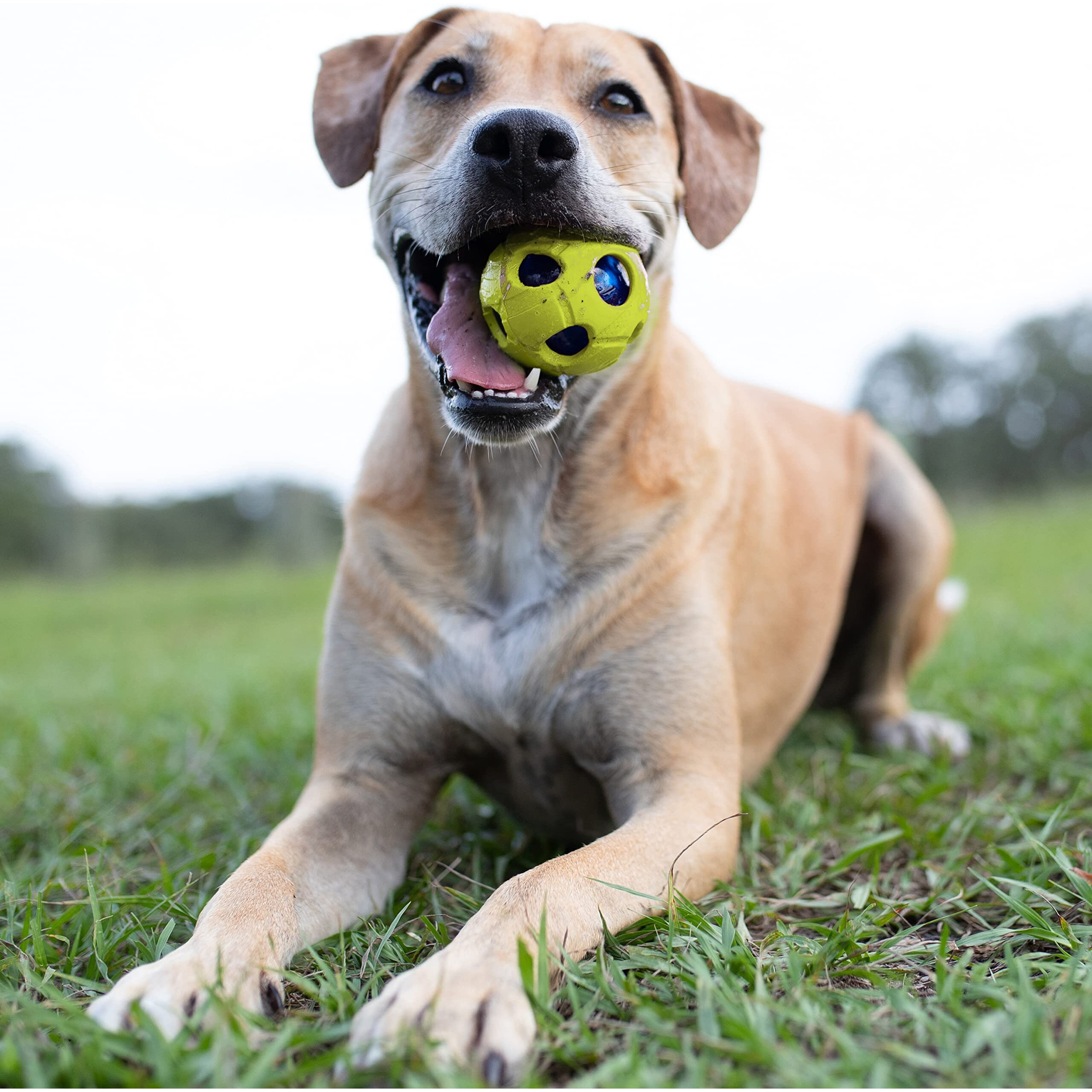 Nerf Dog Bash Ball Dog Toy With Interactive Led  Lightweight  Durable And Water Resistant  3.5 Inches  For Medium/Large Breeds  Single Unit  Green