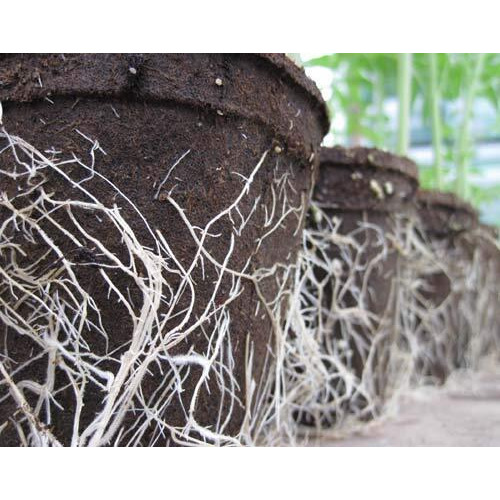 Cowpots Tv208926 3"" Round Cow Pot Planter (12 Pack)  175Ml