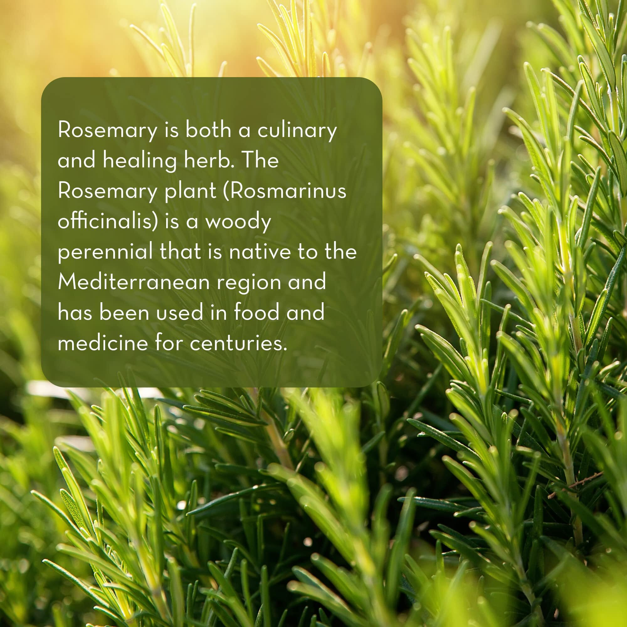 Pure Body Naturals - 100% Pure Rosemary Essential Oil  Rosemary Oil For Hair Growth And Aromatherapy  Therapeutic Grade  1 Fl Oz