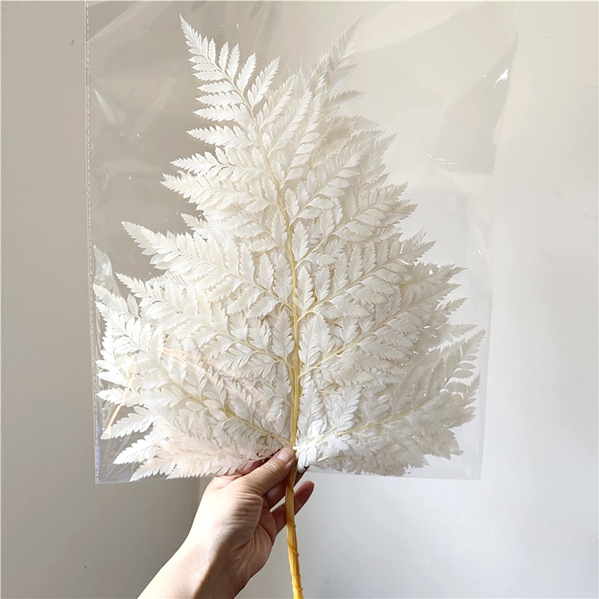 Prefleur Preserved Real Green Ferns Dried Green Fern Tips Stems Wedding Garlands Home Decorations Bouquets Flower Arrangements Wall Hanging Dried (White)