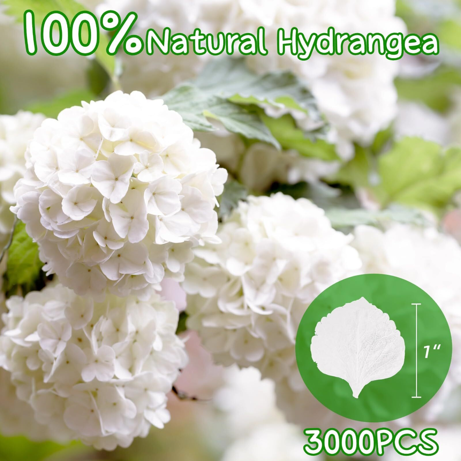 Gifugi 3000+Pcs Real Ivory White Dried Hydrangea Flower Petals - 100% Natural Creamy White Flower Petals For Wedding Confetti  Flower Girl Basket  Romantic Night Decor  Diy Handcrafts (2.12Oz)