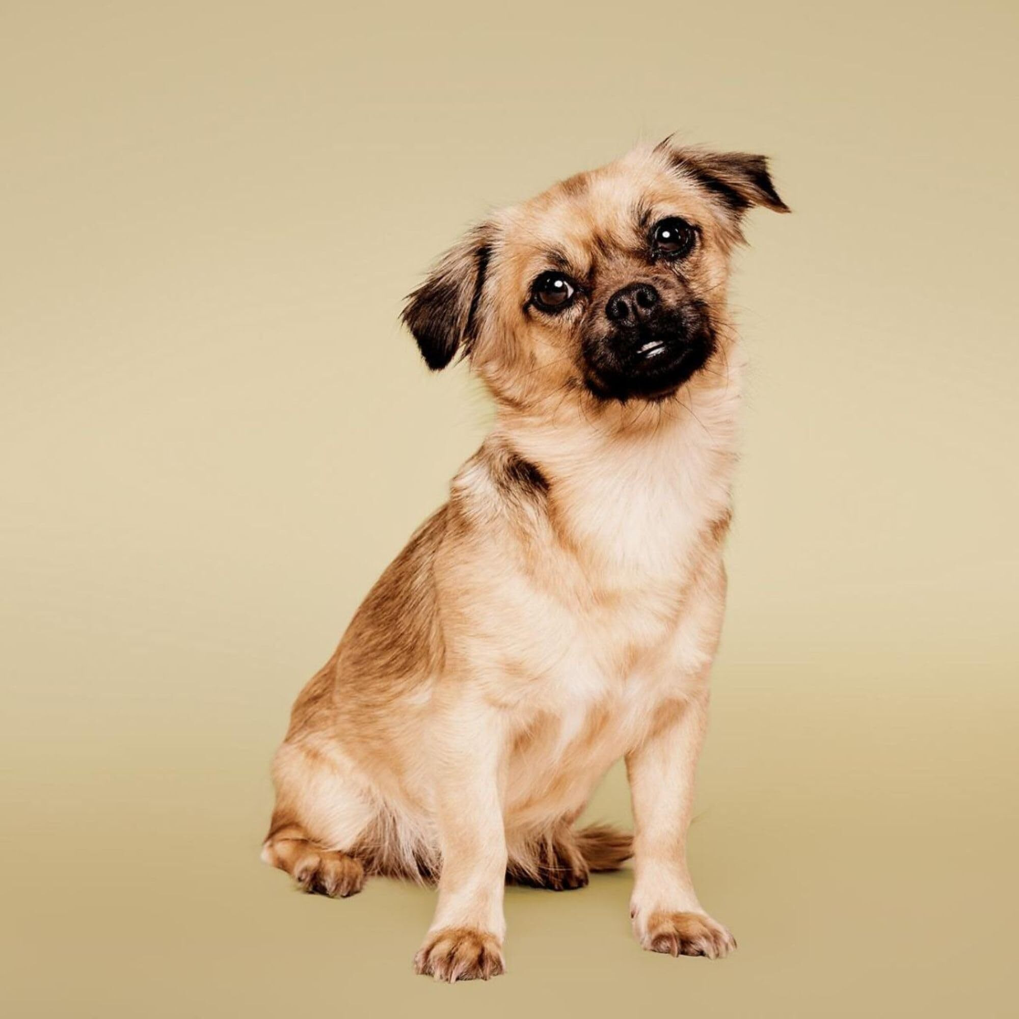 Paul Mitchell Pet Soothing Oatmeal Shampoo  Gentle Formula  Gallon