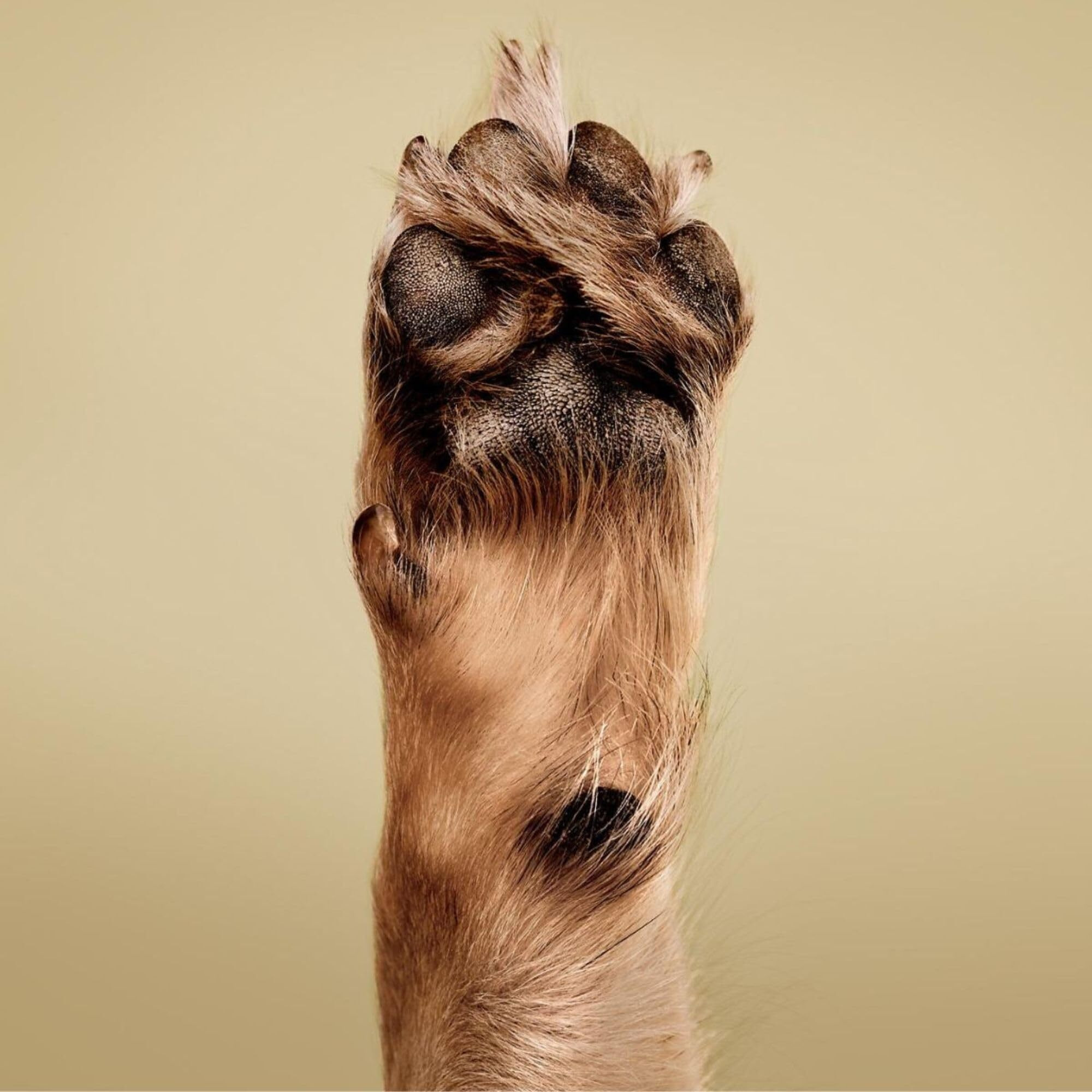 Paul Mitchell Pet Soothing Oatmeal Shampoo  Gentle Formula  Gallon