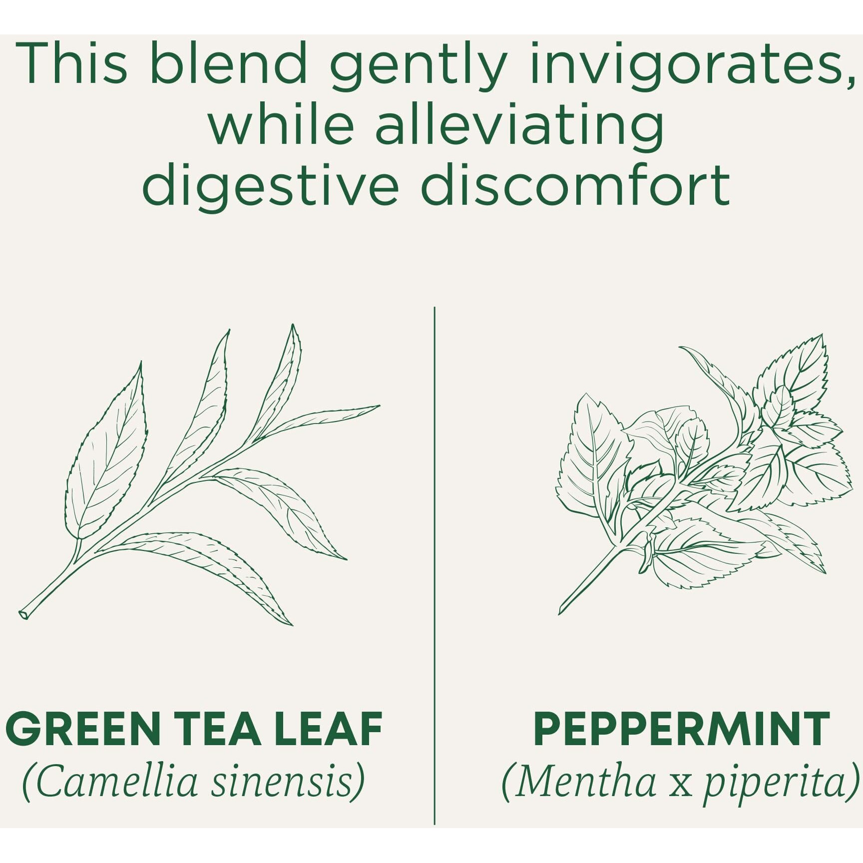 Traditional Medicinals Organic Green Tea, Peppermint, 16 Teabags (Pack Of 6)