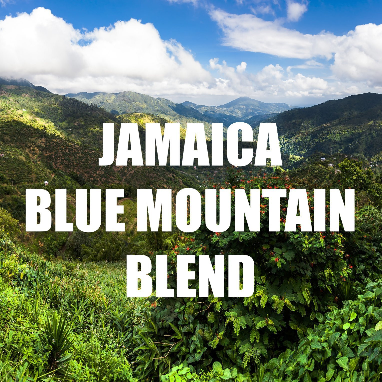 Jamaica Blue Mountain Coffee Blend, Ground, Fresh Roasted, 16-Ounce
