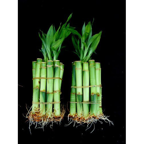 20 Stalks Of 4 Inches Straight Lucky Bamboo