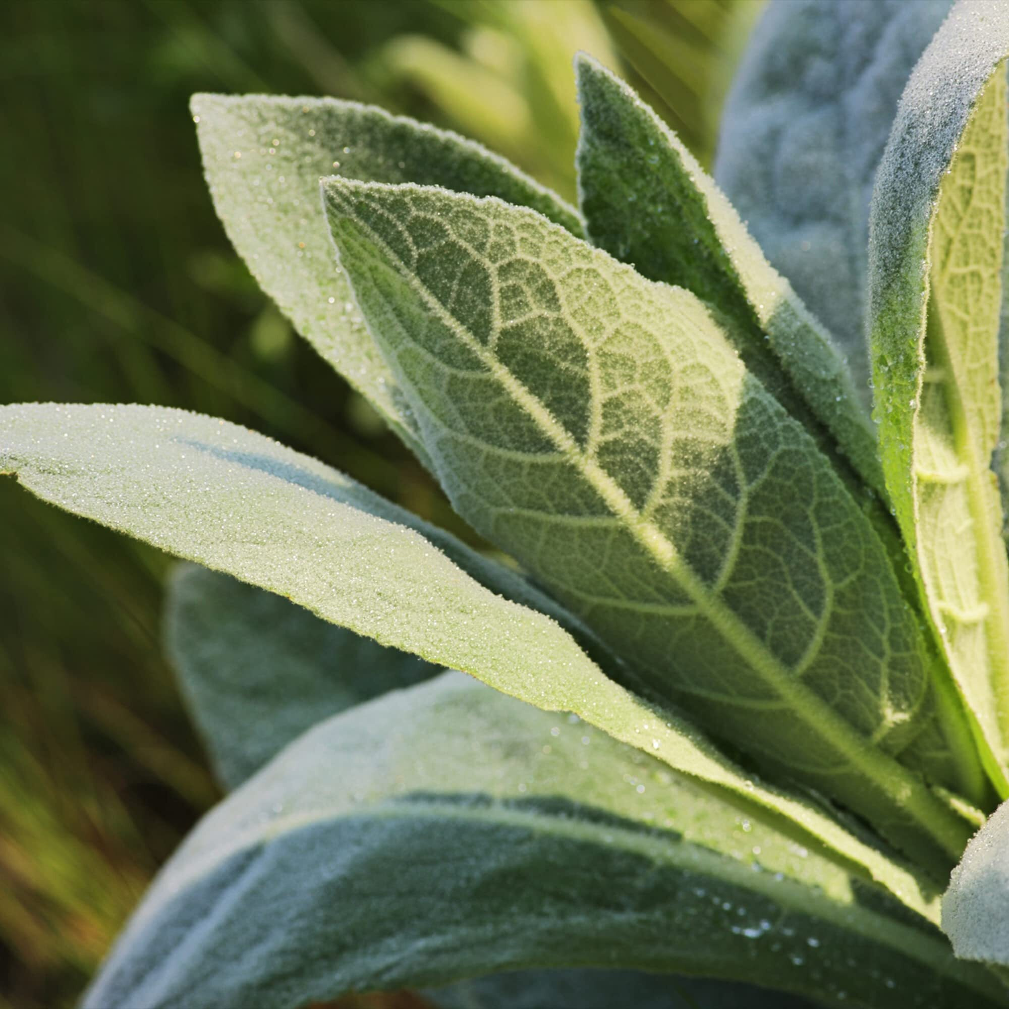 Frontier Co-Op Dried Mullein Leaf, Kosher | 16 Oz Bulk Bag | Mullein Loose Leaf, For Tea Bags, Mullein Gummies, Extract, Capsules - Verbascum Thapsus