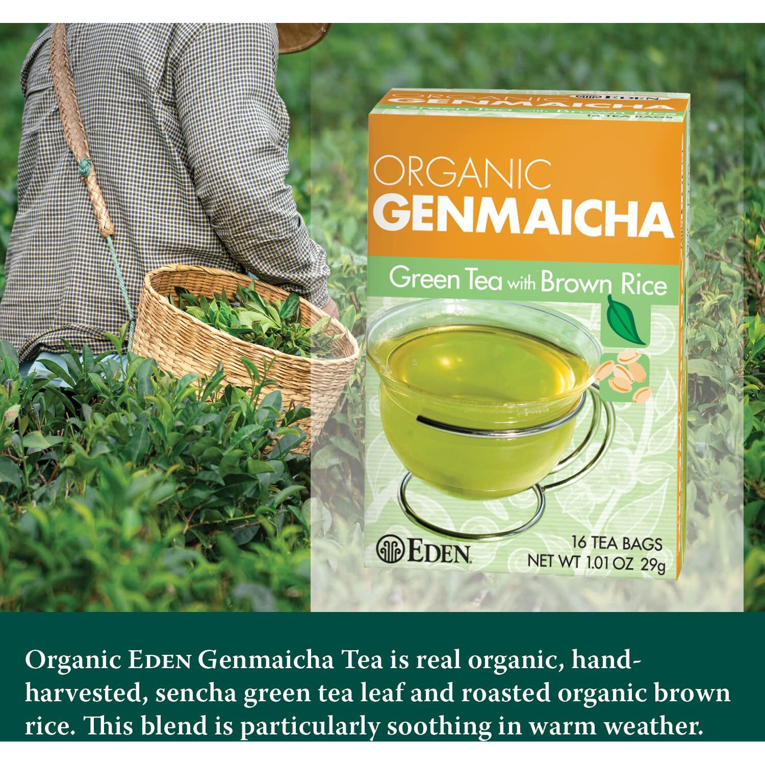 Eden Genmaicha Organic Green Tea, Sencha Green Tea With Roasted Organic Brown Rice, Japanese, 16 Unbleached Manila Tea Bags/Box (3-Pack)