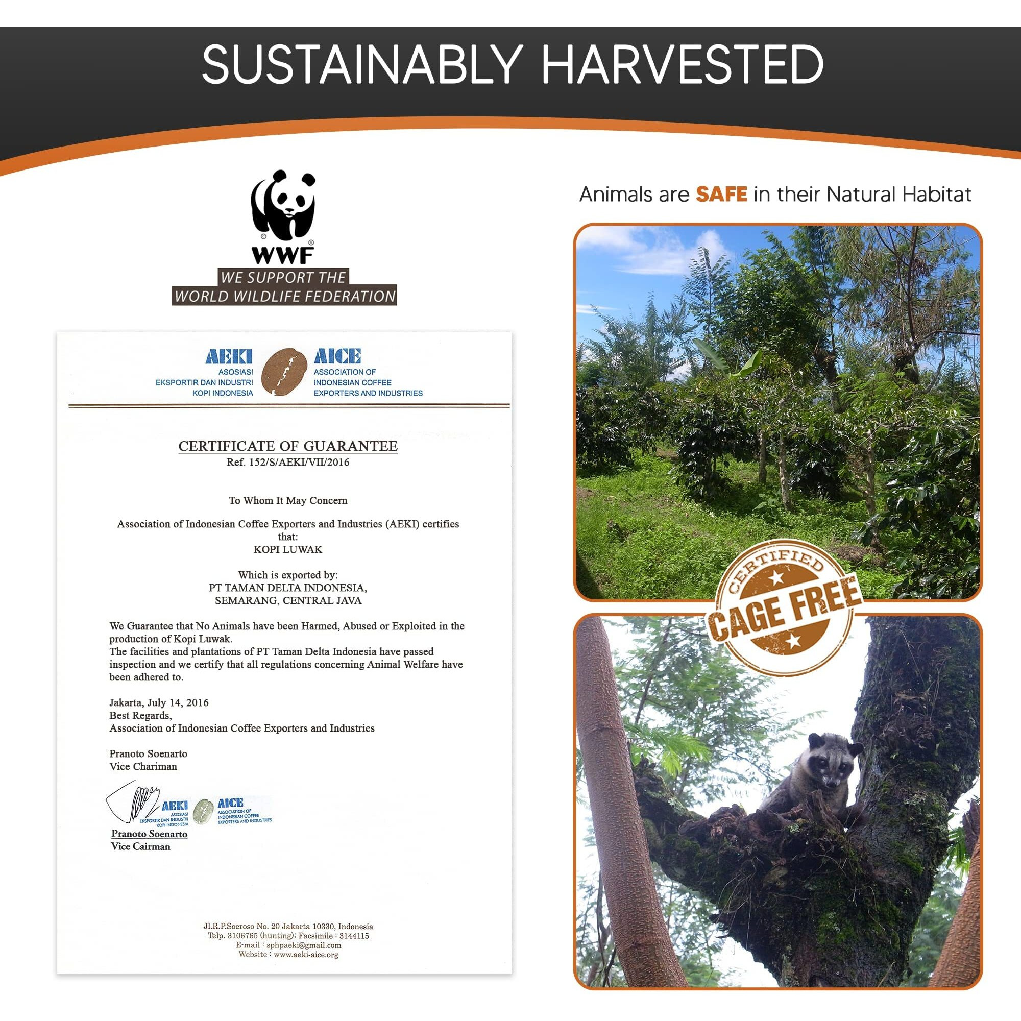 Caf  S Granell Wild Civet Arabica Coffee Beans, Medium Roast Gourmet Indonesian Luwak Coffee Gifts, 100G