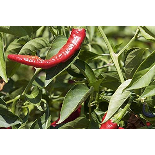 Rey De La Vera Hot Pimenton, 2.6 Oz