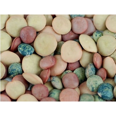 Crunchy Lentil Fest Sprouting Seed Mix - 8 Oz - Handy Pantry Brand - Organic - Green, Red & French Lentils- Edible Seeds, Salad, Soup, Sprouts & Food Storage