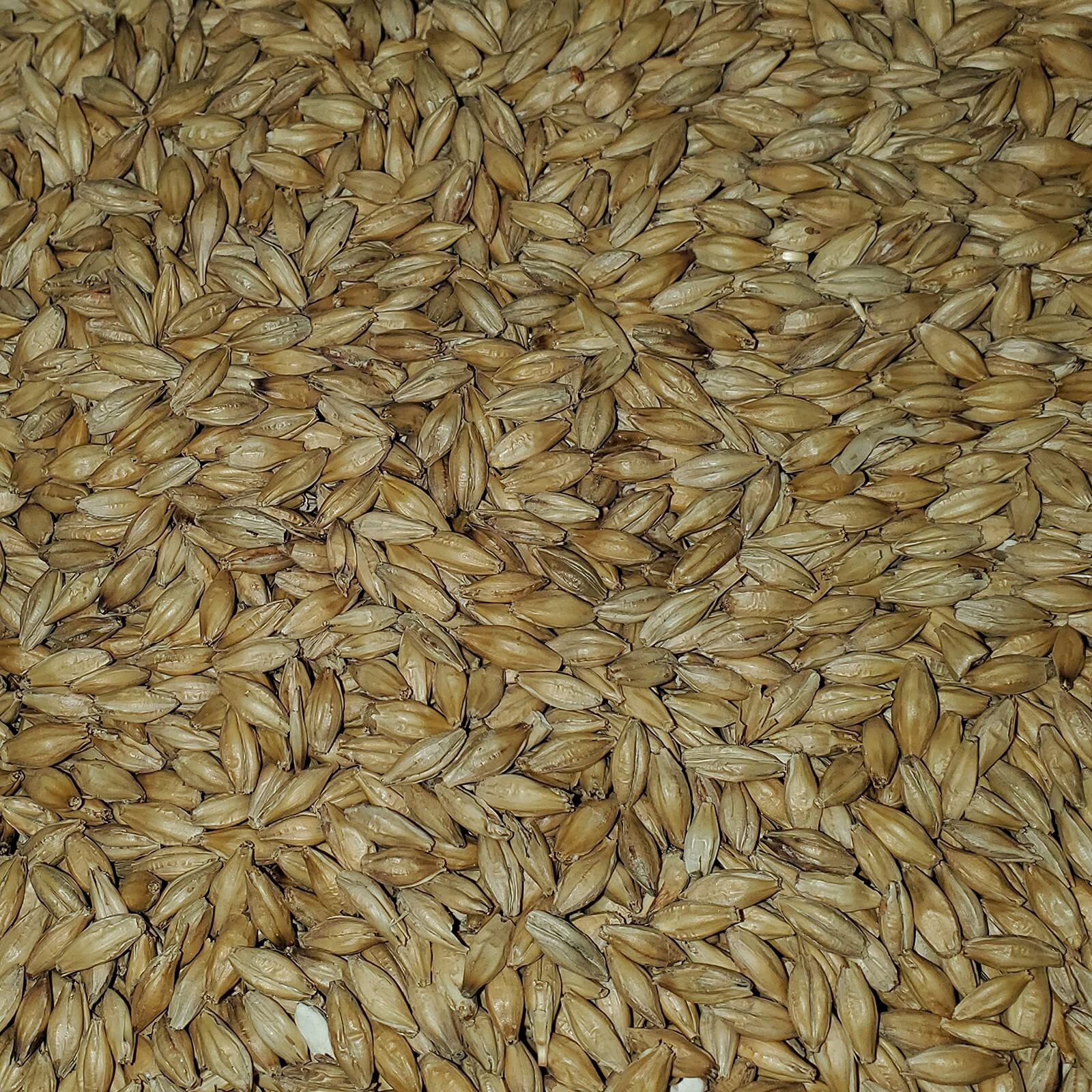 2-Row Brewers Malt For Home Brewing Whole Grain 10Lbs