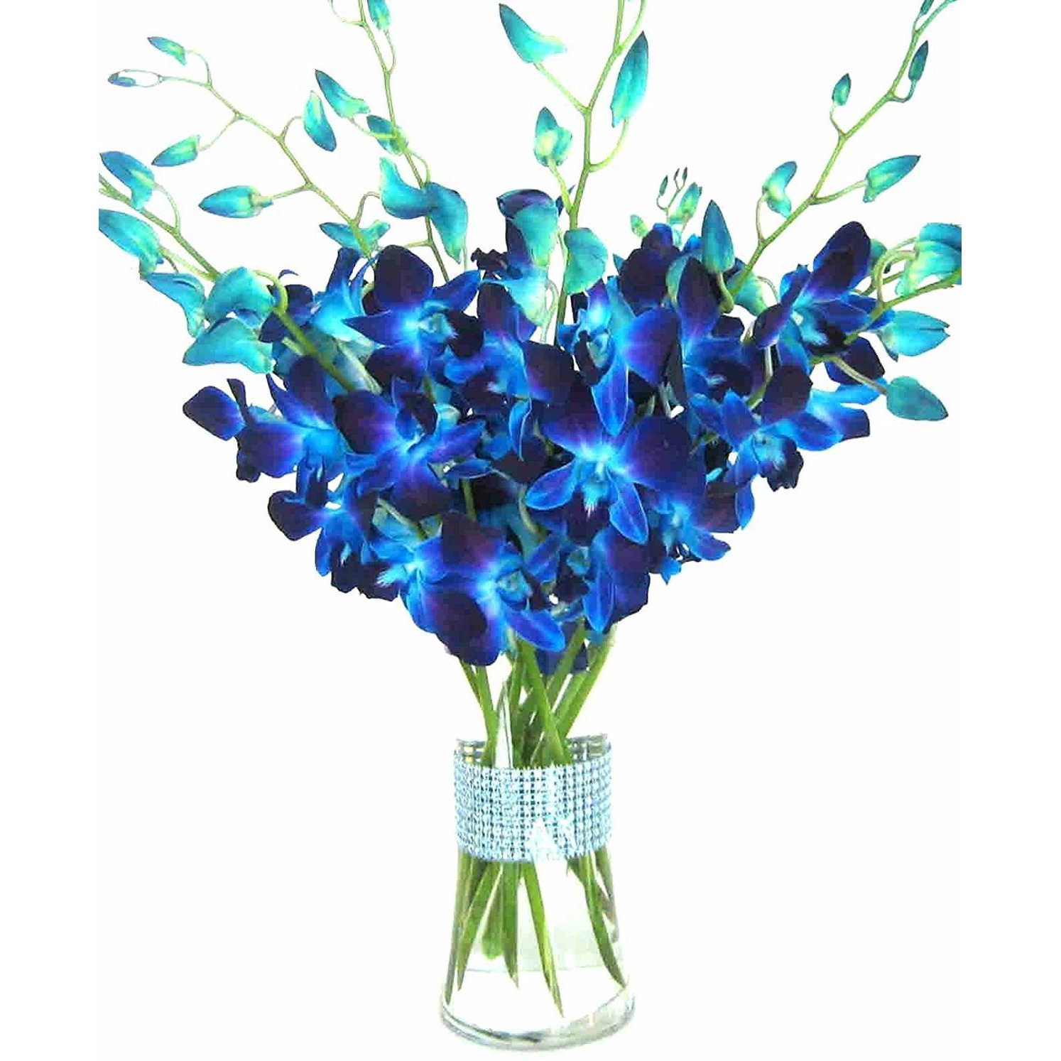Eflowerwholesale - Premium Cut Blue Orchids (10 Stems Orchid With Rhinestone Mesh Ribbon Vase)