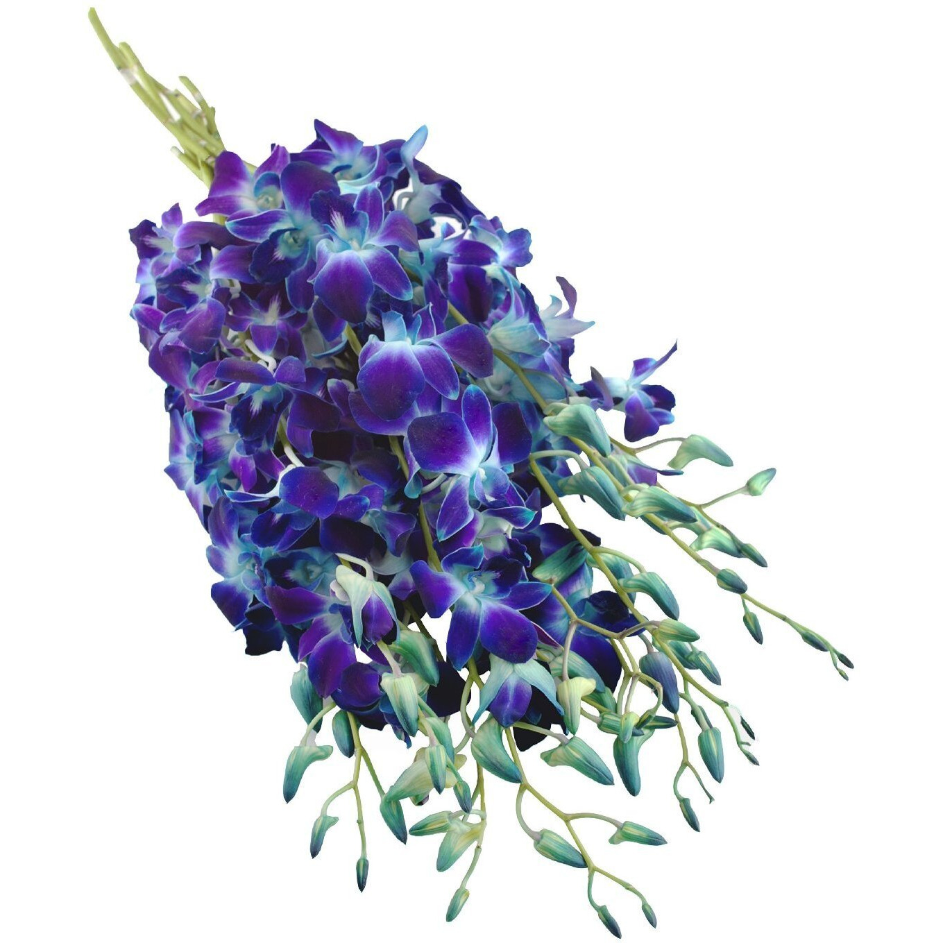 Eflowerwholesale - Premium Cut Blue Orchids (10 Stems Orchid With Rhinestone Mesh Ribbon Vase)