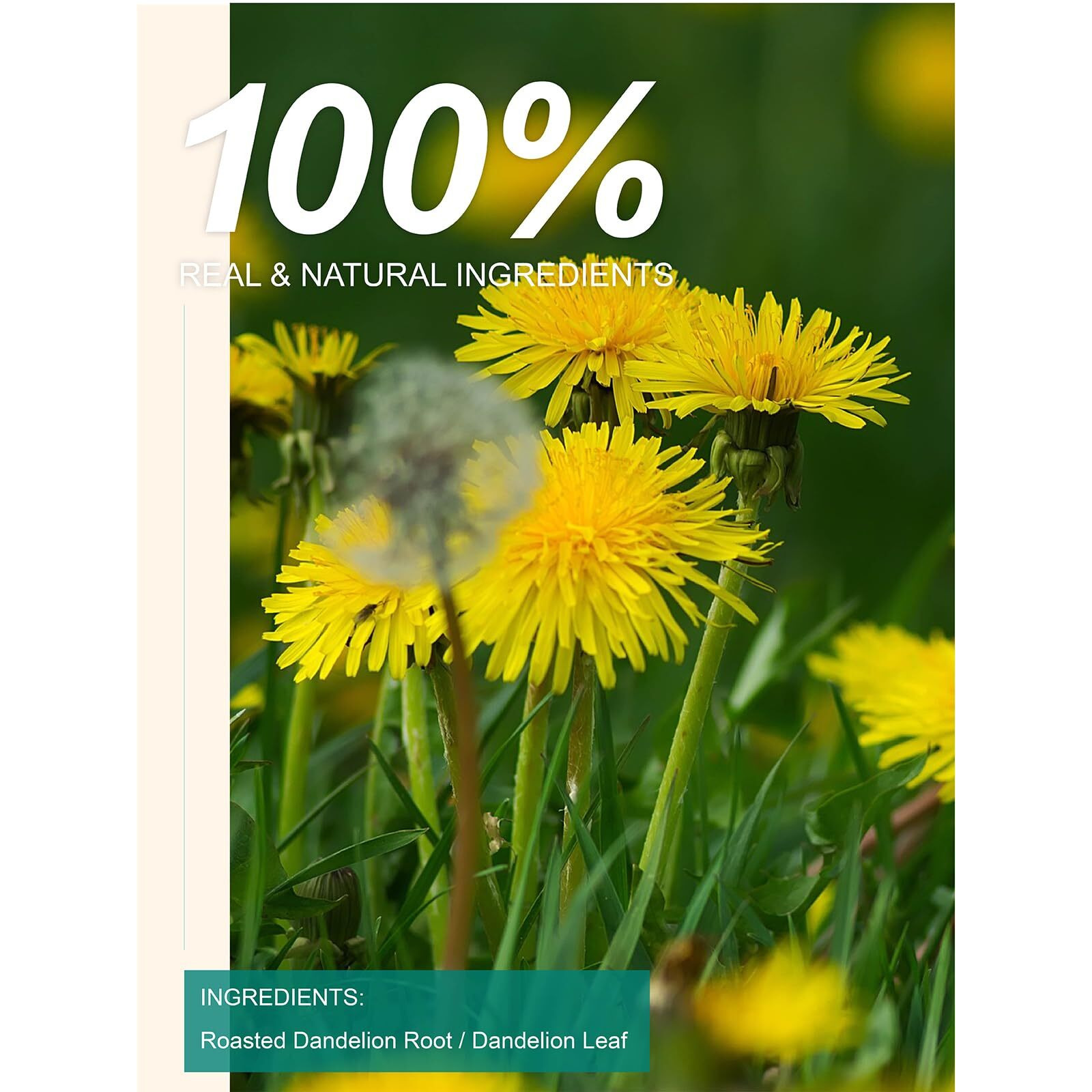 Teelux Dandelion Leaf & Root Tea Bags, Natural Roasted Dandelion Root With Fresh Dandelion Leaf Herbal Tea, Caffeine Free, 100 Count
