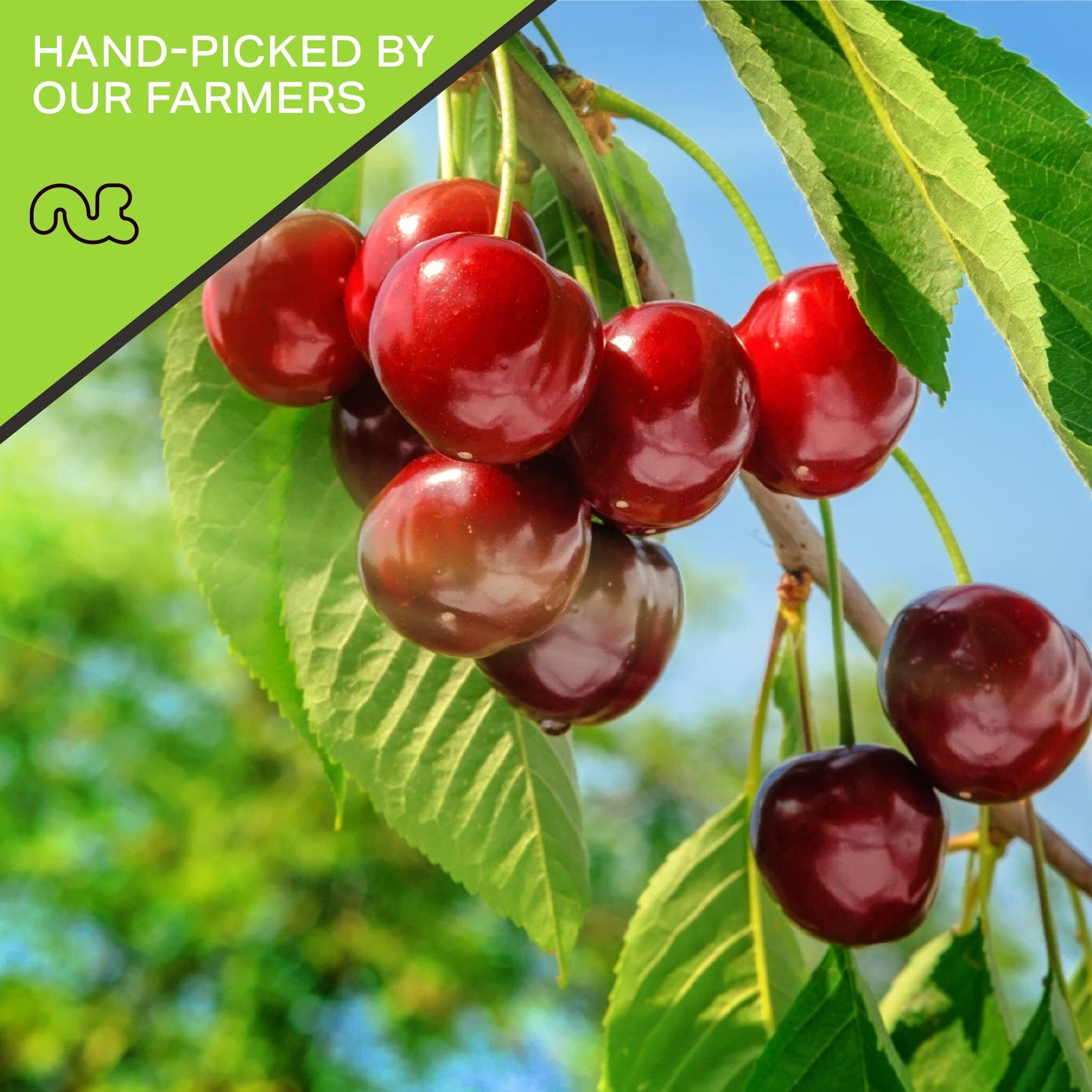 Nut Cravings Dry Fruits - Sun Dried Sour Tart Cherries, Lightly Sweetened (48Oz - 3 Lb) Packed Fresh In Resealable Bag - Sweet Snack, Healthy Food, All Natural, Vegan, Kosher Certified