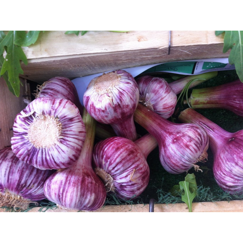 Russian Red Garlic, (3 Garlic Bulbs) Big Bulbs, Slightly Purple