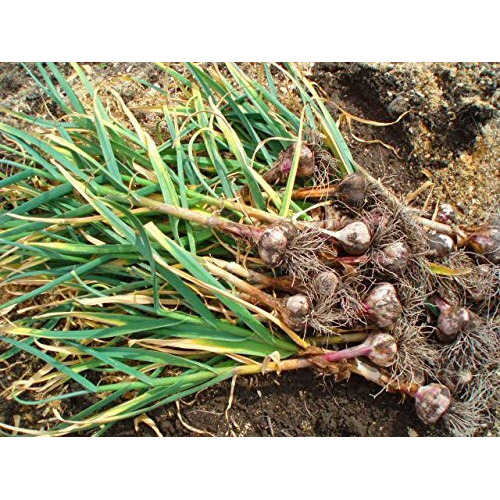 Russian Red Garlic, (3 Garlic Bulbs) Big Bulbs, Slightly Purple