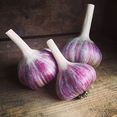 Russian Red Garlic, (3 Garlic Bulbs) Big Bulbs, Slightly Purple